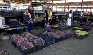 11700 على السلة الواحدة.. مليشيا الحوثي تفرض جبايات باهظة على منتجات "العنب"