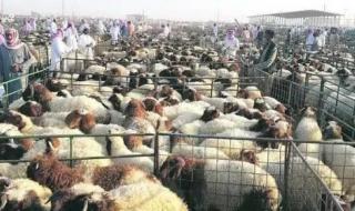 السعودية تصدر توضيح هام حول قرارات بيع المواشي الحية بحسب الوزن