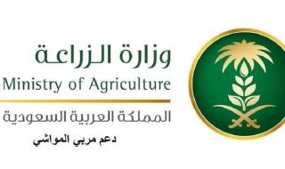 تحديث دعم صغار مربي الماشية وخطوات التسجيل في البرنامج