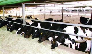 74 مزرعة إنتاج حيواني لدعم منظومة الأمن الغذائي