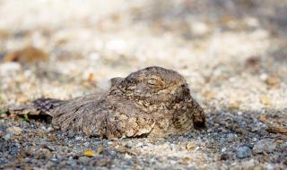 «وادي الوريعة» تسجل عودة طائر السّبَد المصري بعد 5 سنوات من الغياب