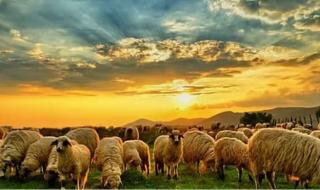 دليلك الشامل للحم الأغنام في السعودية انواعه وكيف تختار أحسن نوع