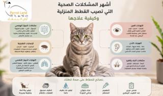 أشهر المشكلات الصحية التي تصيب القطط المنزلية وكيفية علاجها