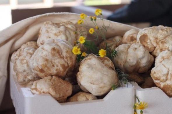 هذه المناطق مليئة بالفقع لكن لن يستطيع أحد الوصول إليها لهذا السبب