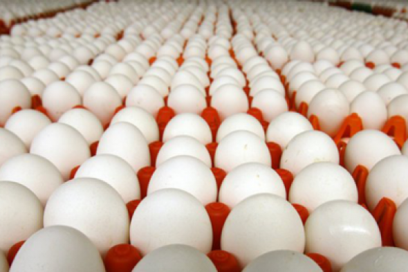 السعودية تعلن خبر هام حول البيض الموجود في أسواق المملكة