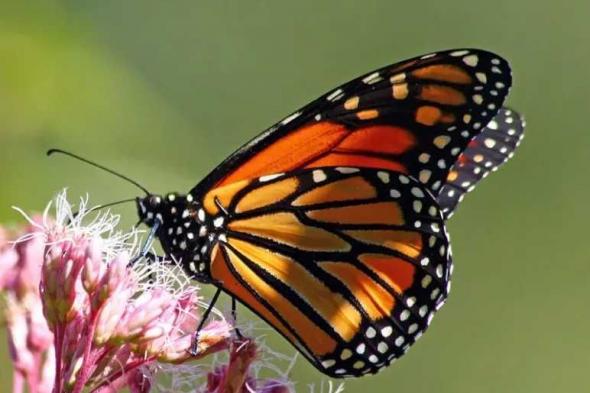 سر فراشة الملك في السعودية.. هجرة مدهشة وألوان تحميها من المفترسات